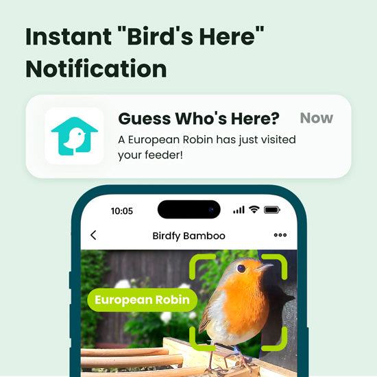 Feeder Bamboo AI gratuite à vie avec énergie solaire