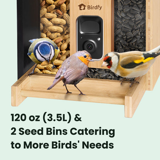 Feeder Bamboo AI gratuite à vie avec énergie solaire