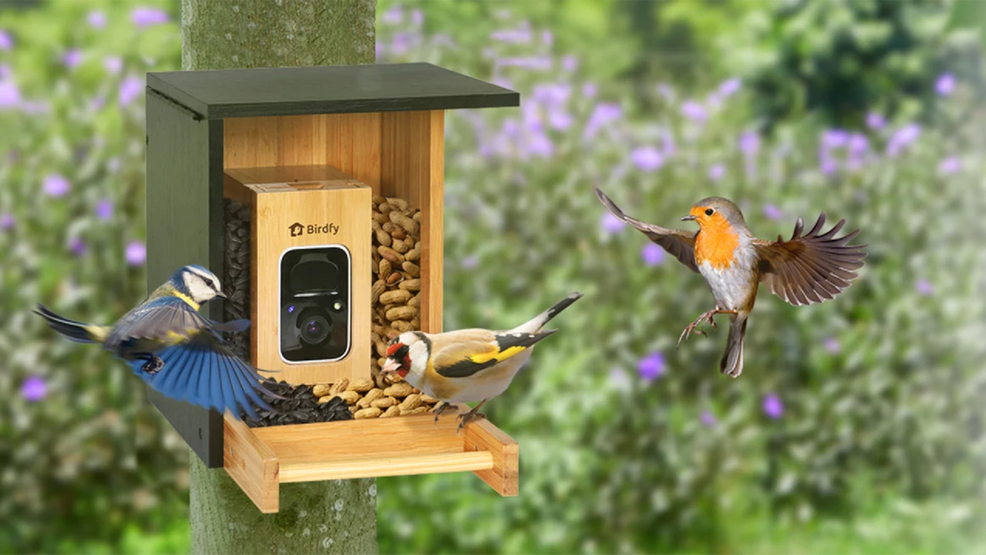Oiseaux